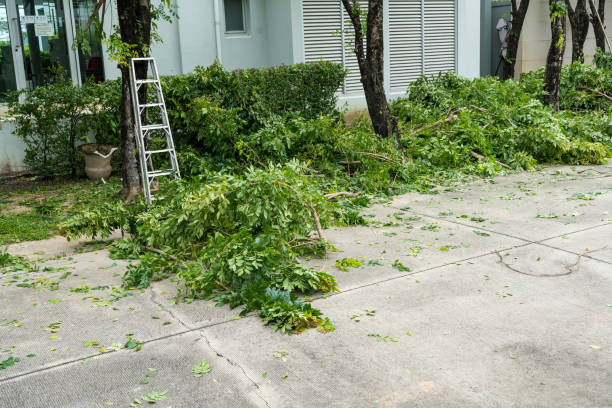 How Our Tree Care Process Works  in  Fullerton, NE